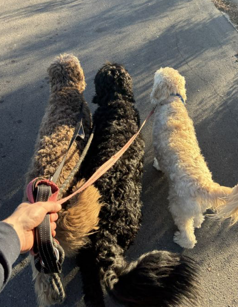PET WALKS